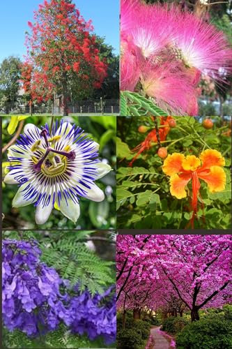 Lot de graines de 6 arbres à fleurs différents – couleurs vives - Jacaranda, Ponciana Naine, Arbre à Feu, Arbre de Judée, Acacia de Constantinople, Fruit de la passion
