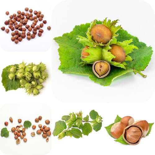 haselnuss samen - Seltene pflanzen - winterharte kübelpflanzen dekopflanzen winterharte pflanzen für garten baumsamen haselnussstrauch gewächshaus balkon balkonpflanzen winterhart 35pcs