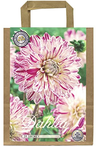 Dahlien Knollen Blumenzwiebeln Dahlia Bunte Auswahl im Mix für Sommer Blume Knolle Blumezwiebel Set in Bio Geschenkverpackung Bunte Blüten mehrjährig (3X Dahlie SMOKEY)