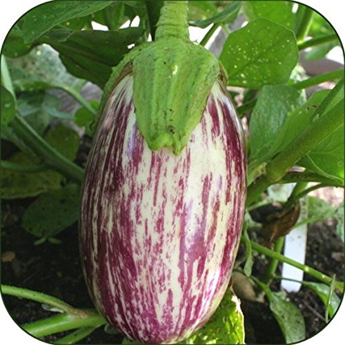 100 - Graines:. Listada de Gandia Aubergine Seeds - Striping Violet sur Le Blanc y !!