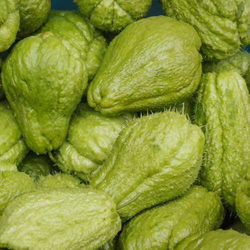 semi di chayote, semi interni organici hortalizas balcone, resistenti all'esterno 65pcs