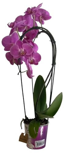 Orquídea Natural Planta de Interior Phalaenopsis