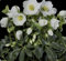 Helleborus niger Christrose, Pflanze, Staude, Kräftiger Wuchs, als Kübel oder Beetpflanze Topf D 15 cm H 33 cm