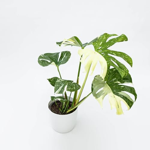Pianta vera di Monstera Thai Constellation - Diametro Vaso Ø 12 cm