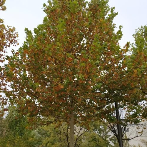 Plátano - Platanus acerifolia - semillas de comprars de interior resistentes en macetas al aire libre verdes balcón Minijardín orgánico con oficina 300semillas