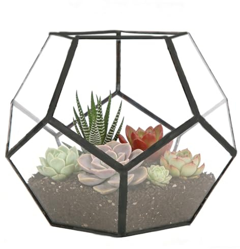 Terrario de Vidrio Geométrico, Macetero de Vidrio para Suculentas de 18 x 18 x 15 cm, Contenedor de Terrario Abierto de Mesa para Jardín Doméstico para Plantas de Aire