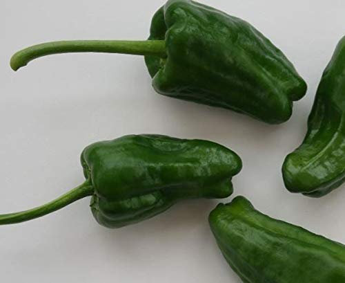 JustSeed - Vegetable - Chilli Pepper - Padron - 75 Seed - Large Pack