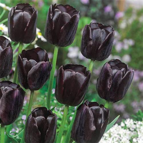 Tulpenzwiebeln Winterhart MehrjäHrig Blumenzwiebeln Blumensamen Exotische Schwarz Tulpen Blumen Zierlauch Zwiebeln Balkonpflanzen Blumenzwiebelpflanzer Wildblumensamen Bienenwiese 10 StüCk