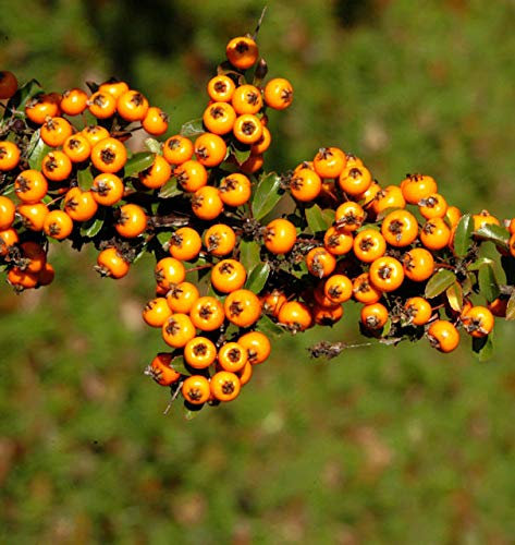Feuerdorn Teton 30-40cm - Pyracantha