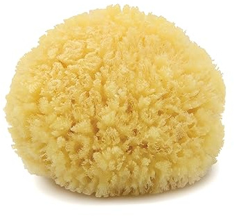 Neptune Caribbean Sea Sponge, Medium (Approx. 5-6 Inch), Hand Processed, Natural & Eco-Friendly Bath Sponge