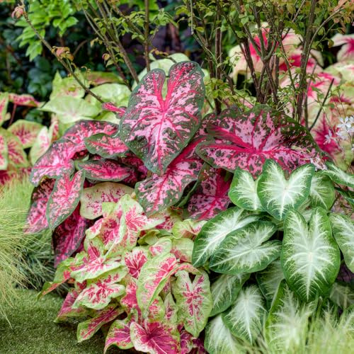 3 x Colección de Caladium, mezcla de 3 plantas perennes, grandes plantas perennes resistentes a raíz desnuda de Holanda (sin semillas, bulbos). Perfecto como cubierta vegetal en la sombra