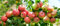 1 Apfelbaum Topaz 120-150cm im Topf Busch Obstbaum Apfel Baum Malus domestica Apfelbaum Obst + Dünger für die Jahresdüngung