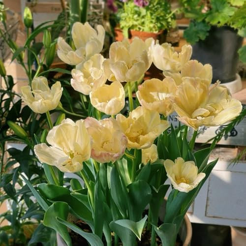 tulpenzwiebeln mehrjährige zwiebel tulpenzwiebel blumen für balkon blumenzwiebeln kaufen zwiebeln frisch winterharte balkonpflanzen frühblüher zwiebeln winterharte kübelpflanzen 4pcs