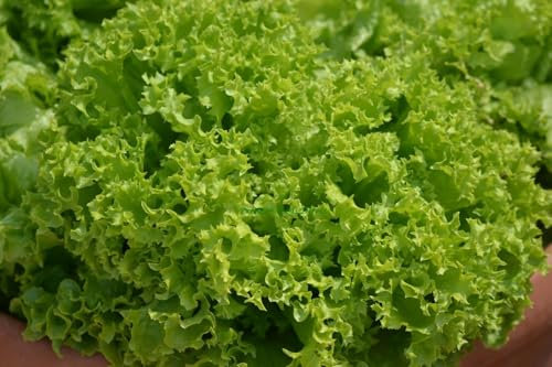 Buy4seeds 1500 Seeds Lettuce Lolla bionda Easy to Grow