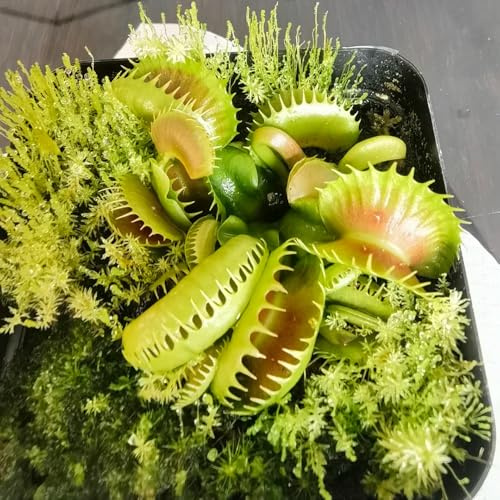 semi di Venere acchiappamosche - resistenti appartamento esterno giardino aiuola 10pcs