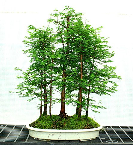 20 semi di sequoia gigante all'alba di sequoie più grandi affresco parco naturale albero di alta qualità 100% semi reali
