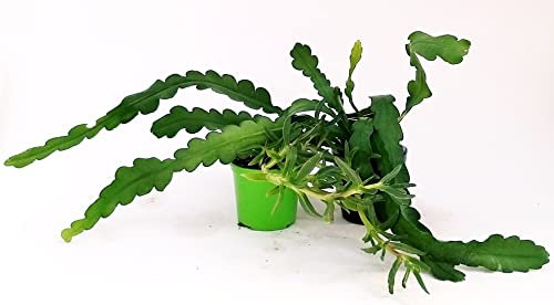 POWERS TO FLOWERS - EPIPHYLLUM LINGUA DI SUOCERA A FIORE GIGANTE BIANCO e CARPOBROTUS EDULIS, FICO DEGLI OTTENTOTTI, MESEMBRIANTEMO, A FIORE GIALLO VASO 14CM DIAMETRO, piante vere