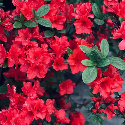 semillas de rododendro, interior azalea resistente perennes. balcón 50pcs