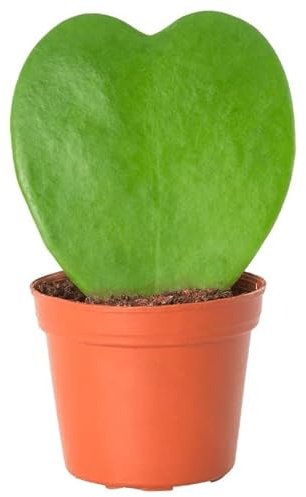 Mini Suculenta Natural en Forma de Corazón Hoya Kerrii