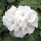 100 semi di fiori di geranio bianco