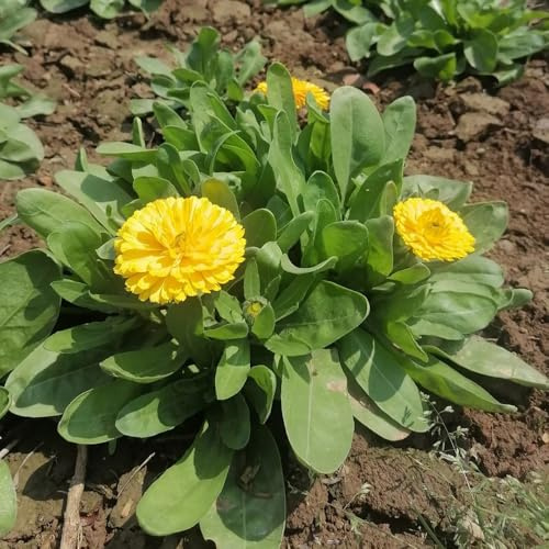 semi di calendula - balcone recisi ombra semi di selvatici resistenti esterno in vaso decorazione organica per balcone Decorazioni autunnali 500semi