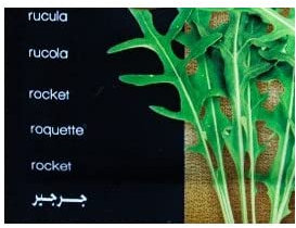 Semillas de Rúcula Natural para Sembrar en Casa