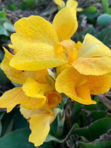 Tube de fleur indienne - Jaune - Canna Indica - 10 graines fraîches