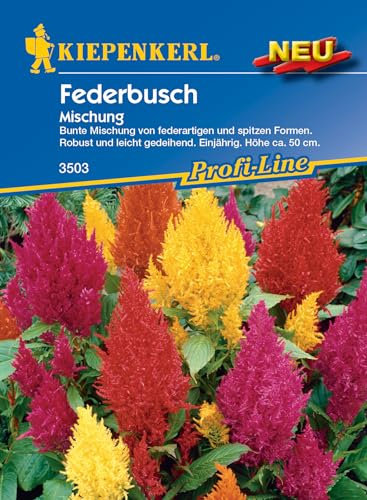 Kiepenkerl Profi-Line Federbuschsamen Mischung 3503 – Bunte Blumensamen Mischung - Robust und leicht gedeihend - Höhe ca. 50 cm - Wildblumensamen, Saatgut