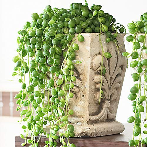 Senecio Rowleyanus - String of Pearls | Indoor Plants for Sale | 20-30cm Potted
