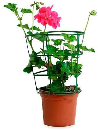 Geranio Gitanilla Natural La Belleza Colgante Perfecta para Llenar de Vida tu Hogar