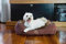 BOUTIQUE ZOO Premium Orthopädisches Hundebett | Größe M: 60 x 50 x 19 cm | Bett für Hunde oder Katzen | Hundesofa, Hundekissen, Hundeliege | abwaschbar Hundekorb | Thermo Isolierung | Farbe: Braun