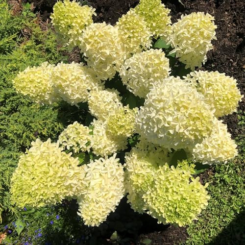 Vivai le Georgiche - Pianta vera di Hydrangea paniculata Skyfall Ortensia paniculata 'Frenne' Ortensia paniculata 'Skyfall' - vaso Ø 19 cm - altezza alla vendita 40-60 cm