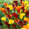 Calas bulbos，Lirio de cala perenne，Lirio de cala perenne，Se pueden plantar jardines y balcones，Embellecer el medio ambiente-6 Bulbos-J