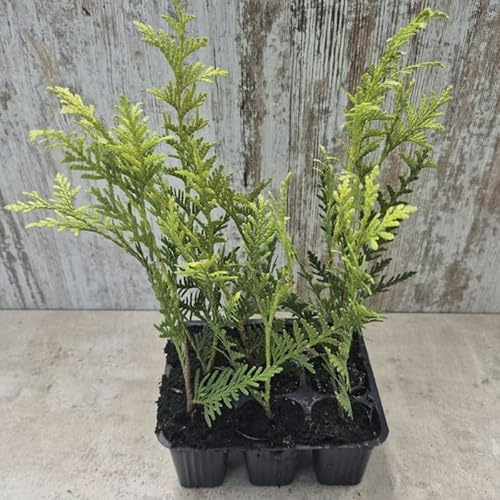 9 Uds Thuja Atrovirens (Tuja, Thuya o Tuya) 15-35 cm | Arbusto Siempreverde para Setos, Cerramientos y Jardinería Ornamental