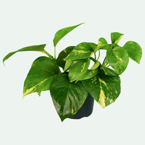 Efeutute (Epipremnum aureum) – pflegeleichte Hängepflanze – gelbgrüne Zimmerpflanze im Topf Ø 12 cm – einfach & zuverlässig