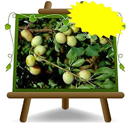 EURO PLANTS VIVAI Gallinaro Ciruelas Ciruelas Frutas Antiguas Árboles Frutales Altura: 150 ~ 170 cm Edad: 2 Años Jarrón: Diámetro 20 cm