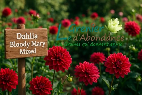 20 graines à semer - Le Grenier d'Abondance - Dahlia Bloody Mary Mixed - Dahlia variabilis