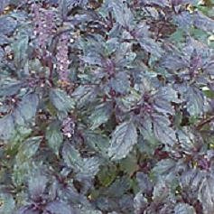 Basil Aromatto Ocimum basilicum 1,000 Seeds