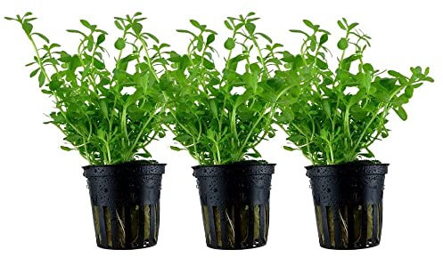 AquaOne Aquarium Pflanze 3 Stück Bacopa monnieri 'Compact' I Wasserpflanze Aquariumpflanze Stängelpflanze voll durchwurzelt einfach pflegeleicht Aquascaping Dekoration
