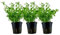 AquaOne Aquarium Pflanze 3 Stück Bacopa monnieri 'Compact' I Wasserpflanze Aquariumpflanze Stängelpflanze voll durchwurzelt einfach pflegeleicht Aquascaping Dekoration