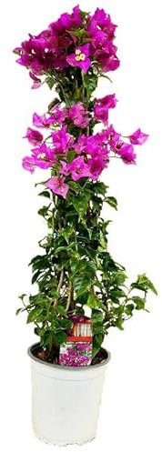 Buganvilla Natural Planta Tapizante de Aspecto Agradable Y belleza Exuberante