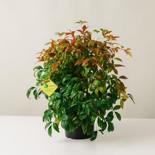 Plantì NANDINA DOMESTICA. Arbusto, Pianta Sempreverde da Esterno con Vaso da 19cm-Piante vere da Esterno, Giardino e Terrazzo. 6 mesi di Concimazione. Idea Regalo Pianta da Esterno (Fire Power)