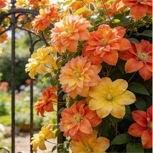 Clemátide rara y resistente - Clemátide trepadora perenne en maceta - Ideal para jardín, balcón y decoración en maceta-5 Rizoma-B