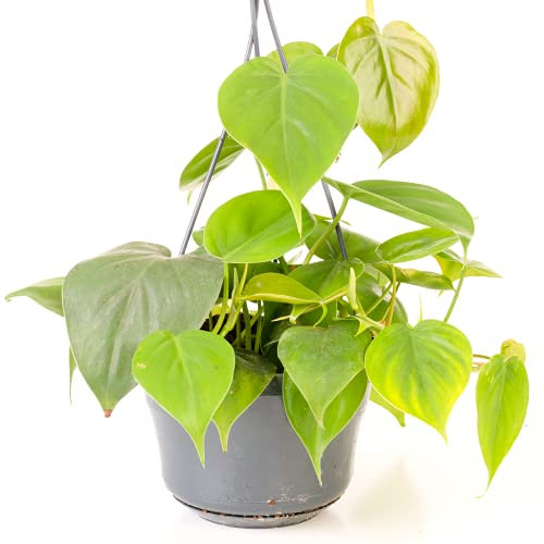 Philodendron Scandens - Philodendron Grimpant | Plante d'intérieur Suspendue pour Maison ou Bureau de 15 cm
