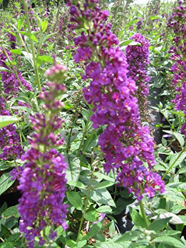 Buddleja davidii Miss Pearl ® - Schmetterlingsstrauch - Sommerflieder