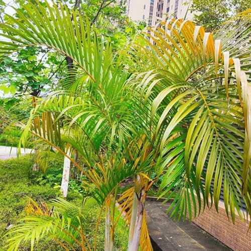 goldfruchtpalme samen - topfpflanzen draußen winterhart grünpflanzen zimmerpflanzen seltene pflanzen hochbeet samen bonsai samen, hängepflanzen zimmerbonsai bonsai winterharte 30pcs