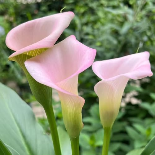 bulbos de cala - de primavera bulbos exótico orgánico extraño para lugares soleados orgánico jardín regalos para jardineros invernaderos balcón balcón 3pcs