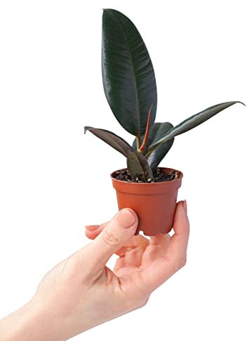 PLNTS - Baby Ficus Elastica Robusta (Figuier) - Plante verte Caoutchouc - Plante d'intérieur en 6 cm Pot - Hauteur 15 cm