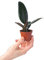 PLNTS - Baby Ficus Robusta (Feigen) - Zimmerpflanzen, Pflanzen Echt, Nachhaltige Verpackung Gummibaum- 6cm Topf - Höhe 15cm - Direkt von der Gärtnerei