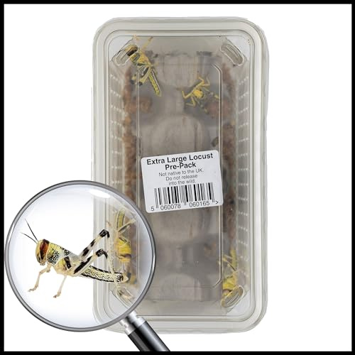 Livefoods4u XL Extra Large Locust Live Food (35-50mm) Tub of 8 - Perfect for Reptiles - Sustainably bred